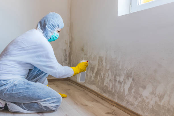 Licensed Mold Inspection service in Belleville, MI - WQB Mold Removal