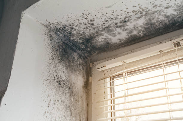 Affordable Mold Inspection solutions in Belleville, MI