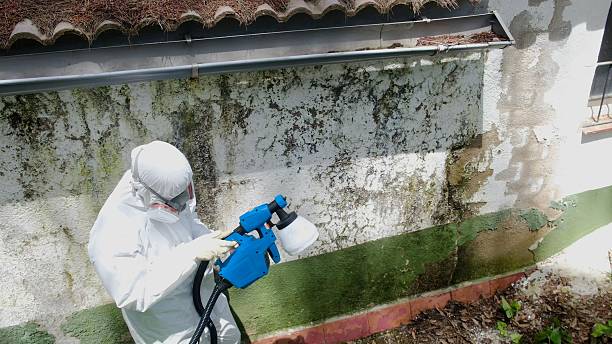 Top rated local Mold Inspection specialists in Belleville, MI